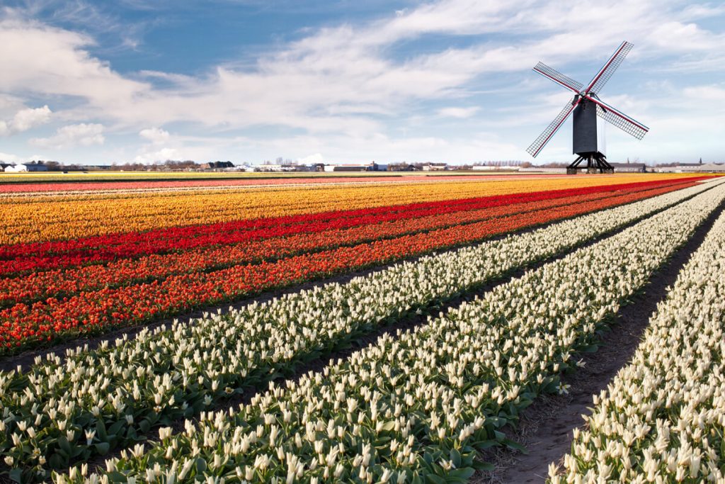 Wine importer and distributor guide: the Netherlands
