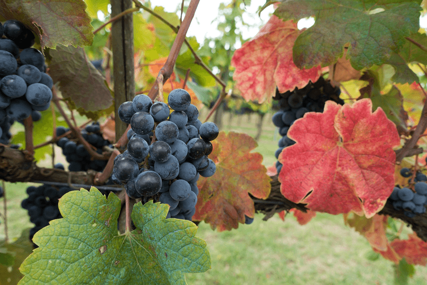 Italy’s wine exports and production hit record highs in 2024.