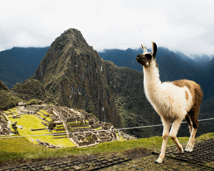 Wine importers and disitrbutors Peru